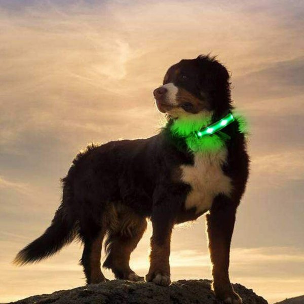 USB Rechargeable LED Pet Dog Collar Flashing Luminous Safety Light up Nylon UK - Image 10